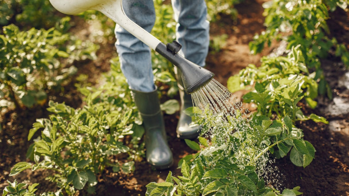 Un agriculteur arrose ses plantes avec un simple arrosoir, dans son exploitation.
