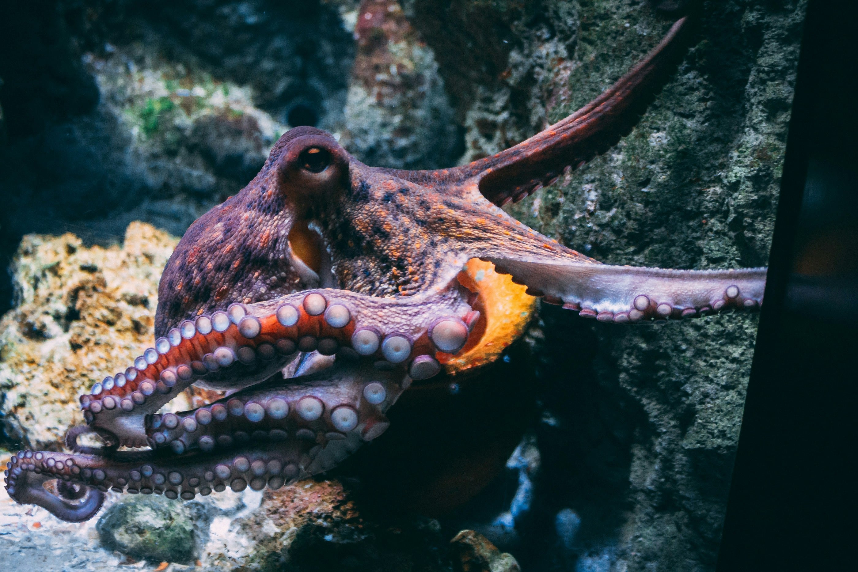 Morocco’s octopus population grows after fishing controls