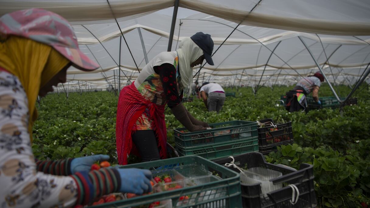 Des travailleuses agricoles saisonnières à Huelva, au sud de l'Espagne.